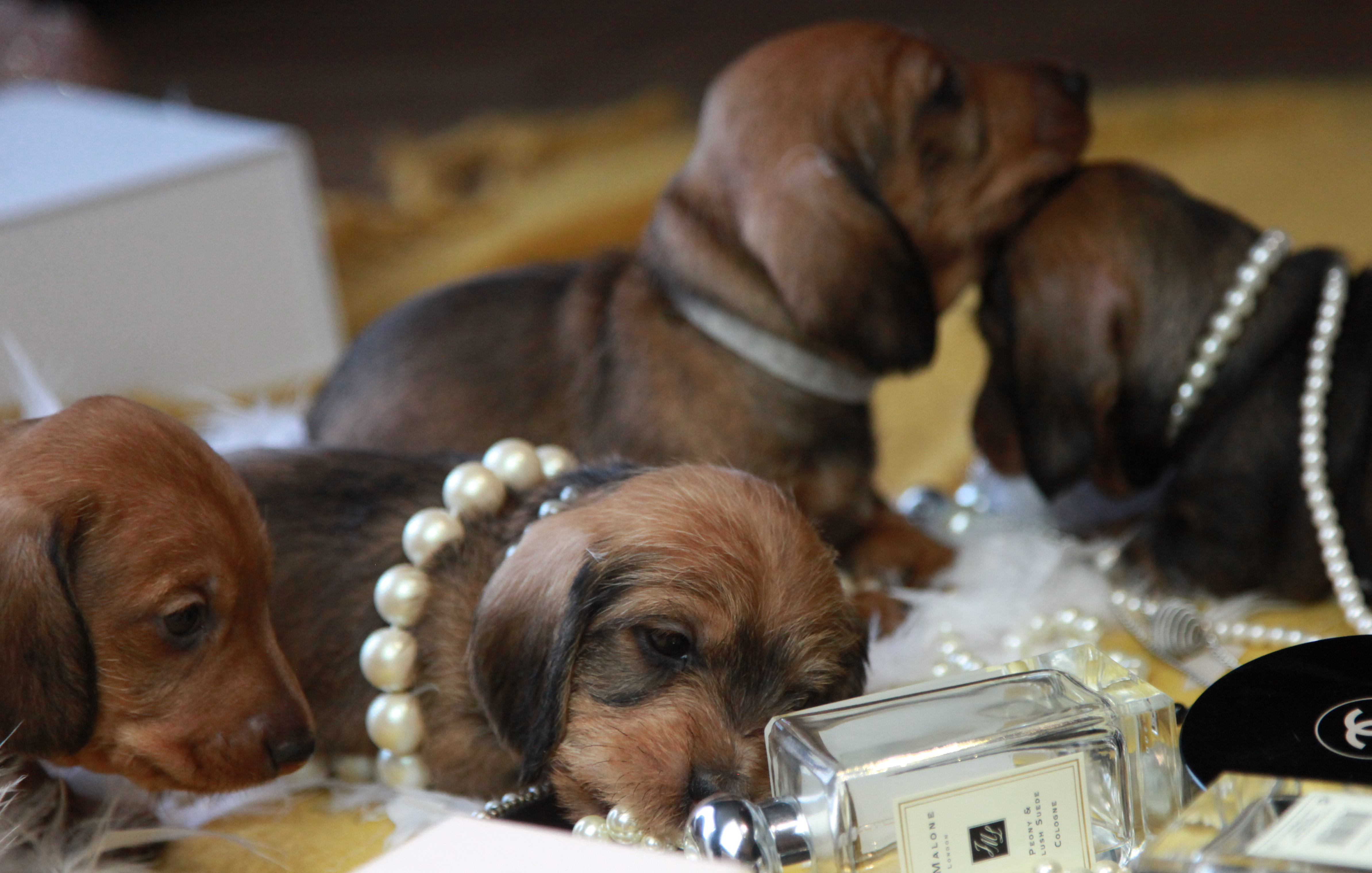 Puppies & Pearls