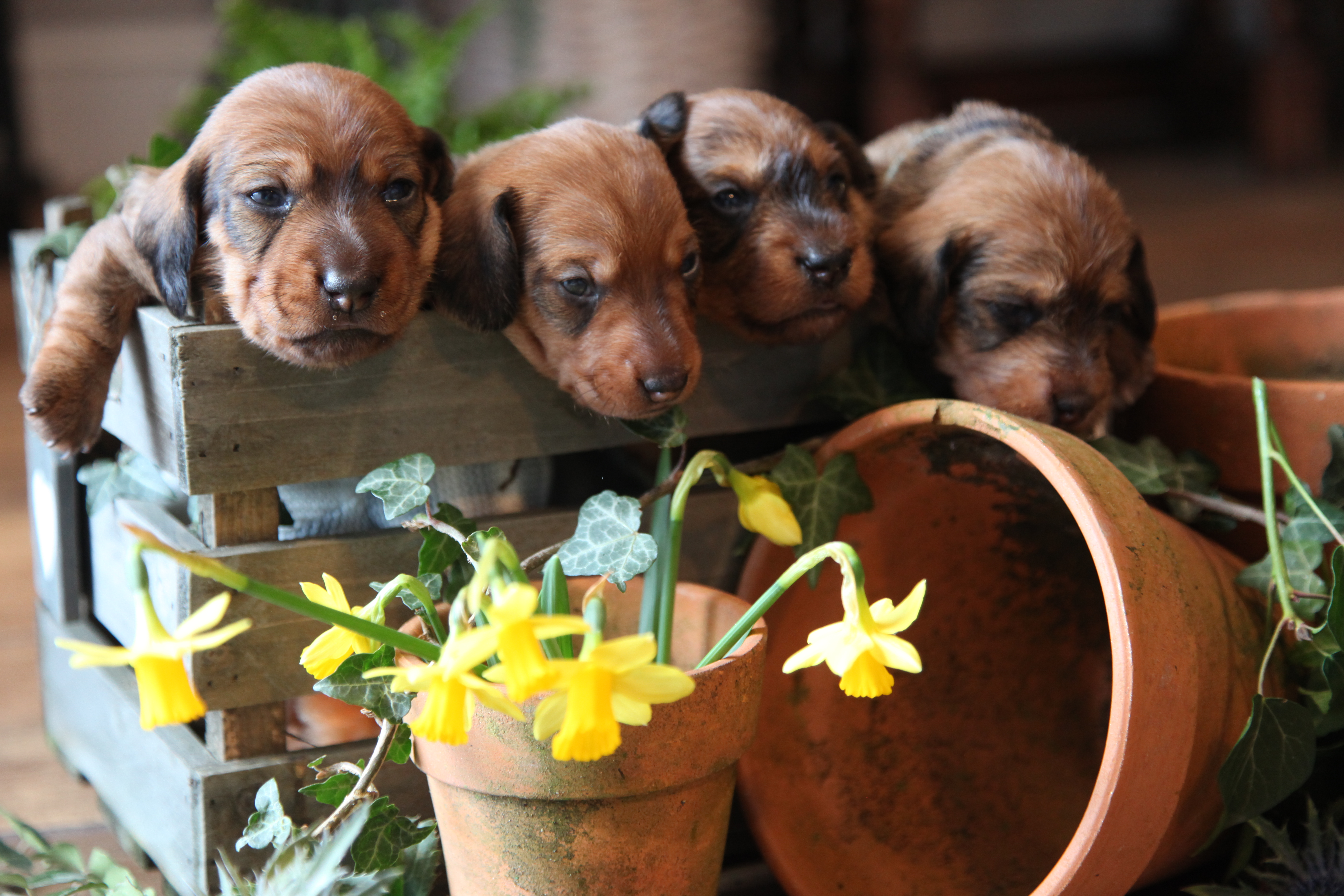 Puppies & flowerpots