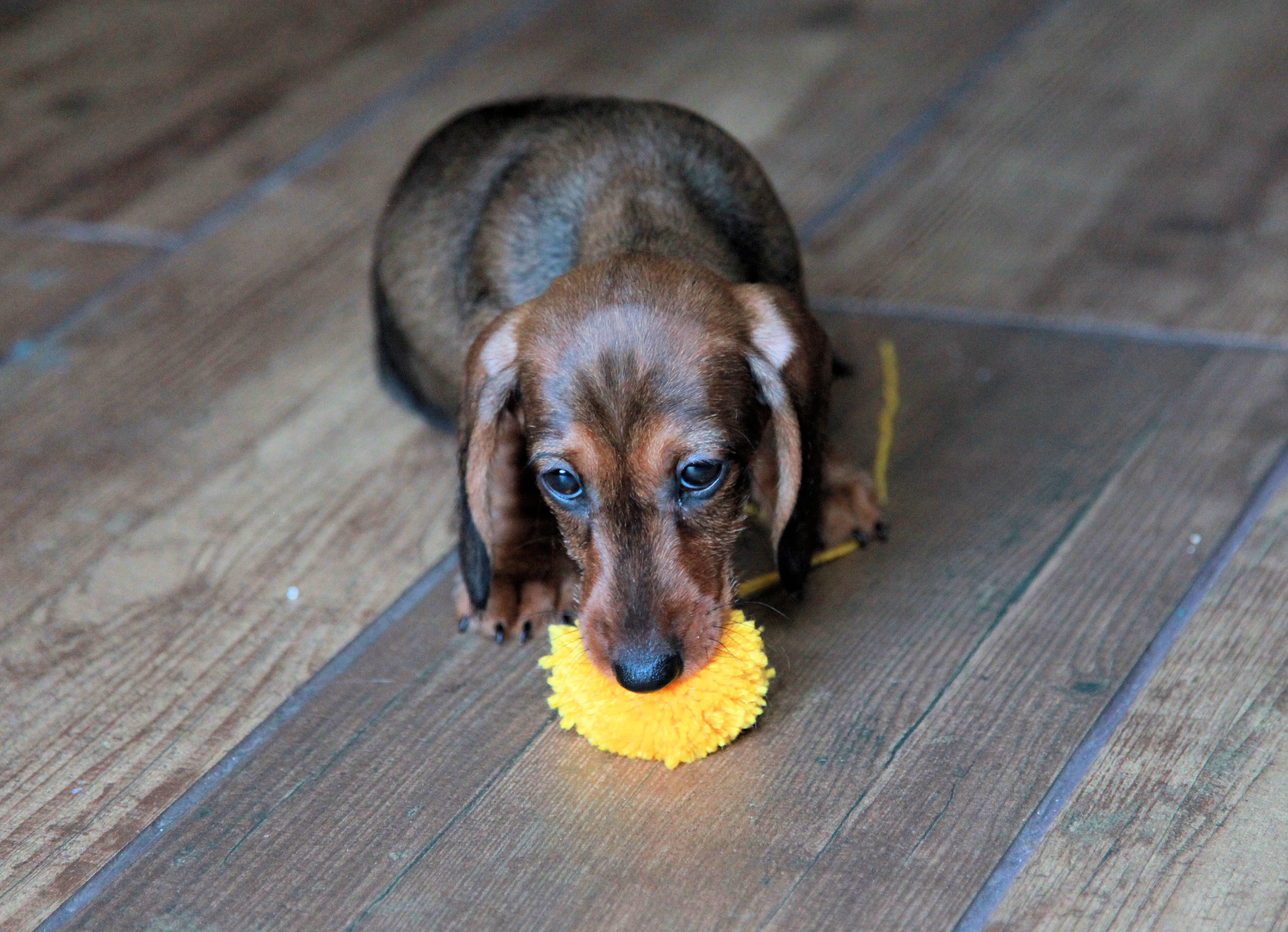 Lola's 1st Toy