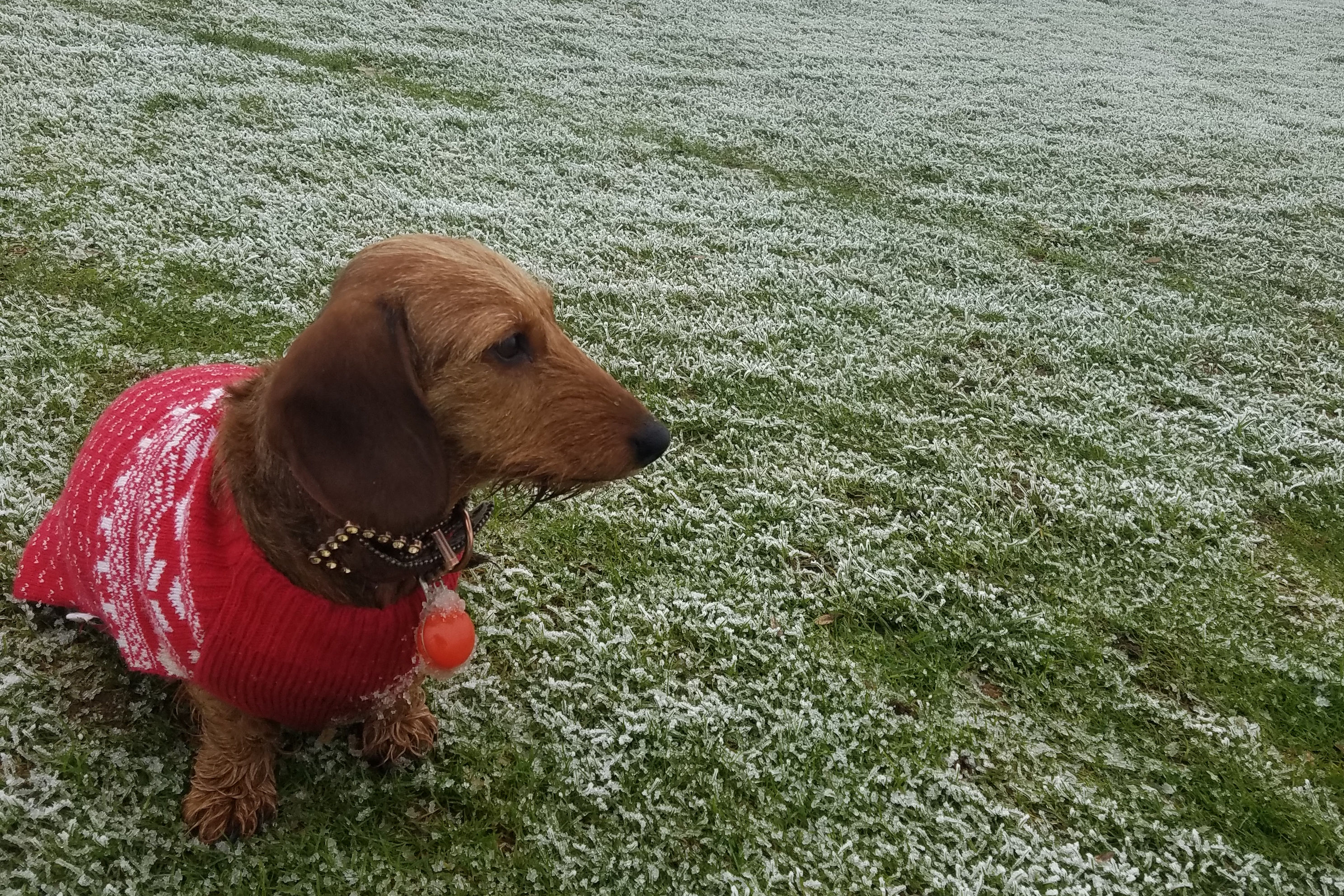 Frosty Morning