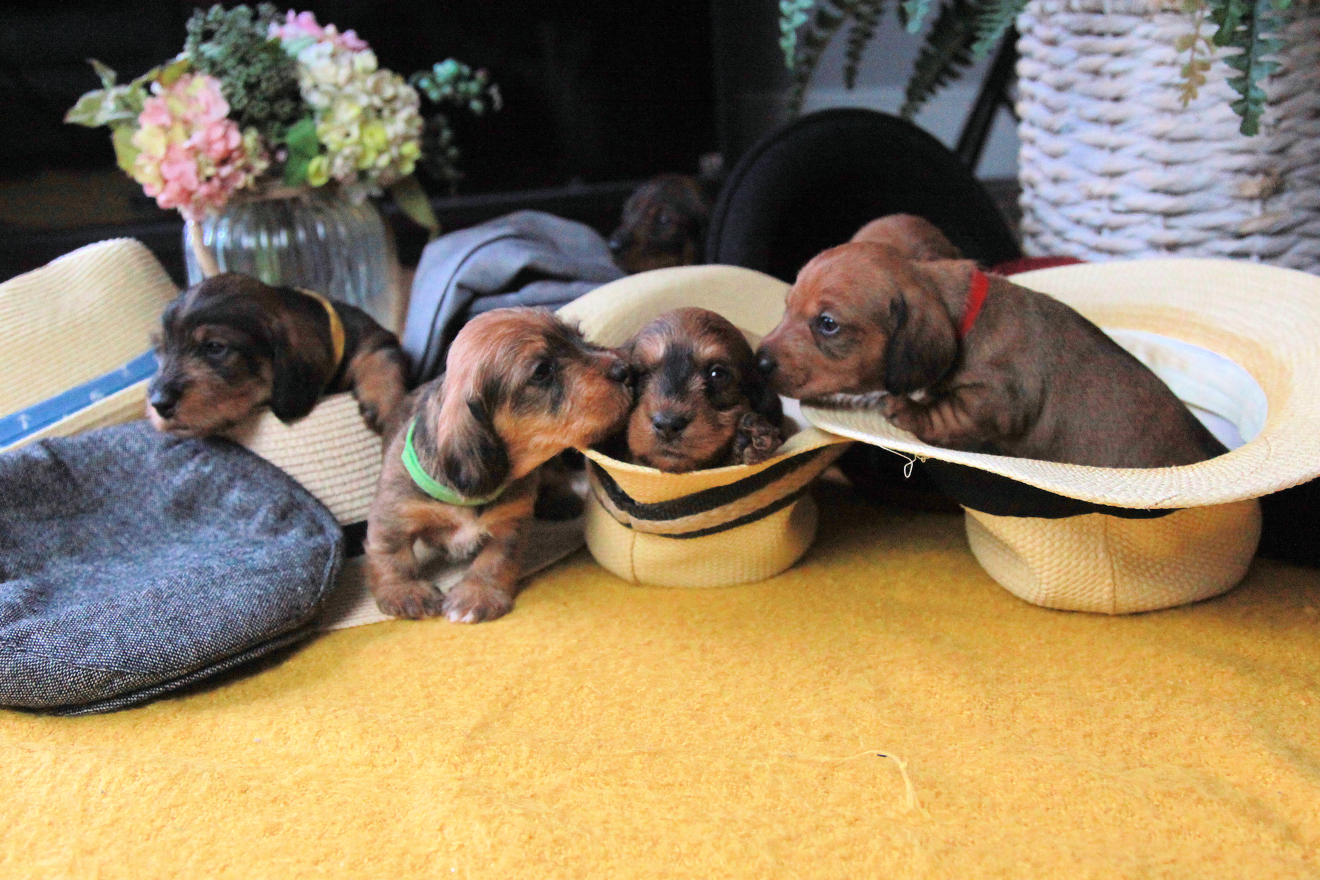 Puppies in Hats!